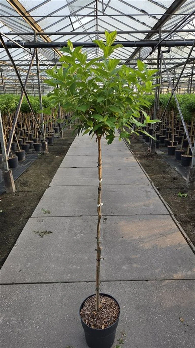 Hydrangea pan. 'Limelight' 100 cm stam C10 (10 liters kruka)