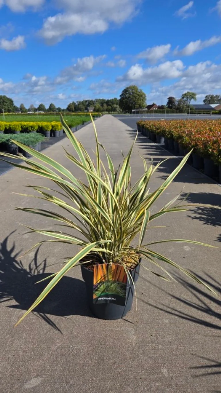 Phormium 'Golden Ray' C10 (10 liters kruka) 50-60 cm
