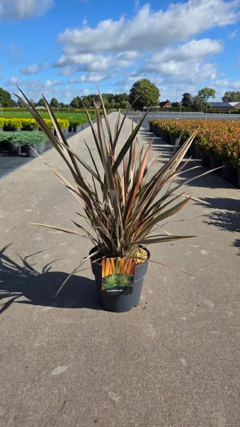 Phormium 'Flamingo' C10 (10 liters kruka) 50-60 cm
