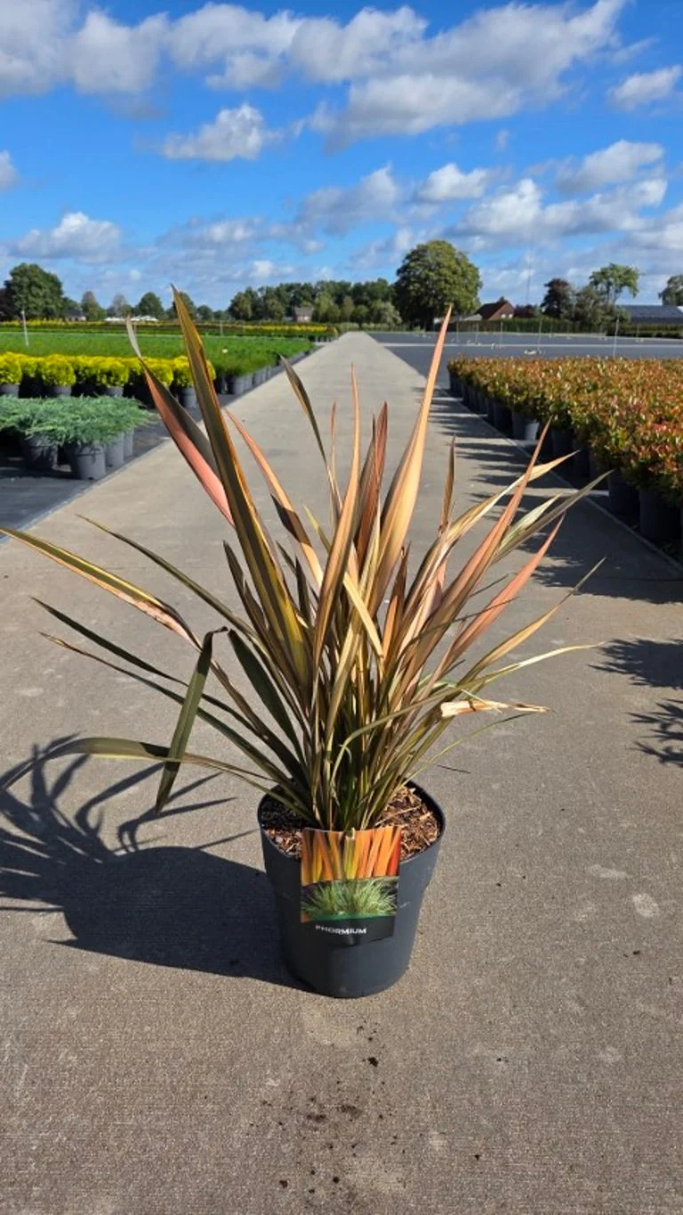 Phormium 'Bronze Baby' C10 (10 liters kruka) 50-60 cm