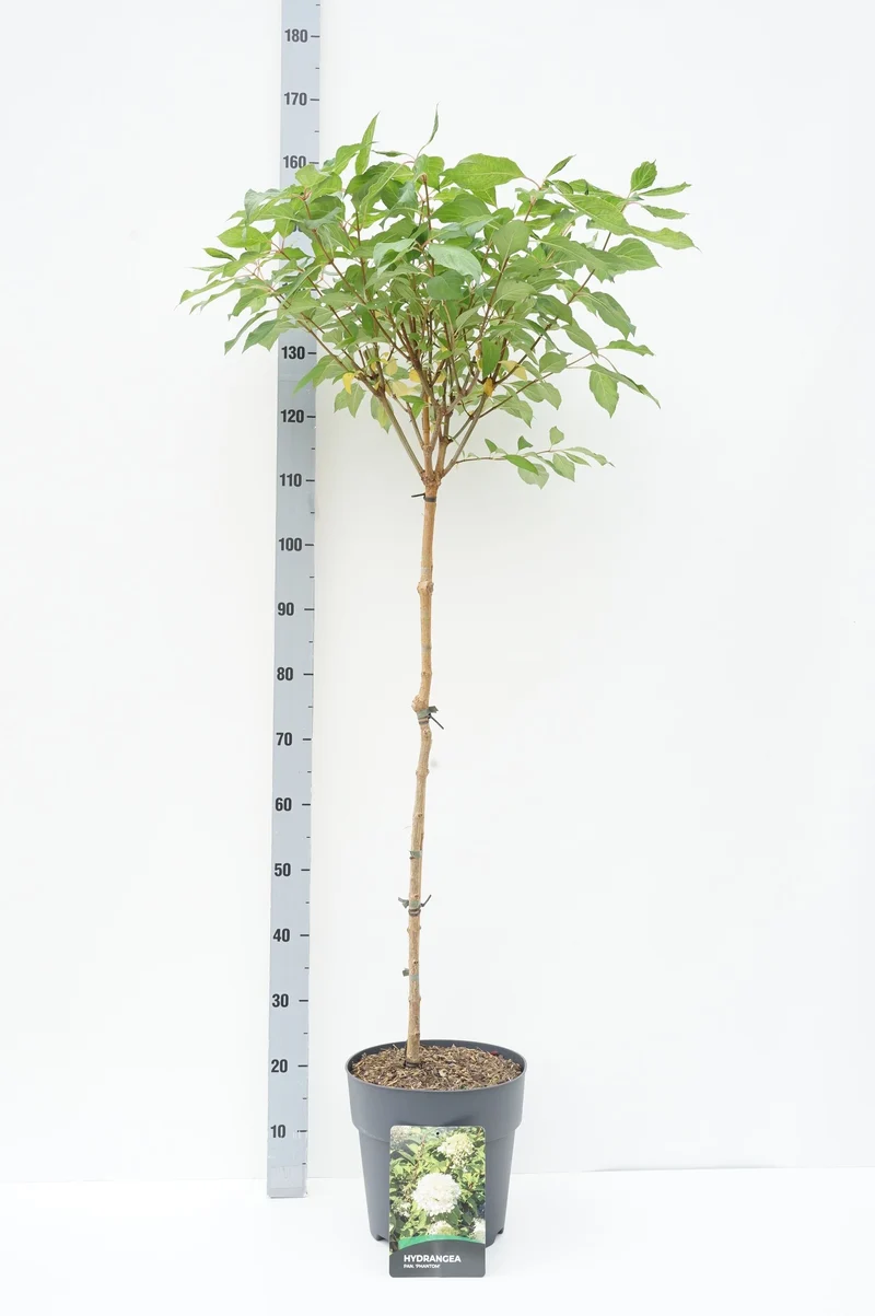 Hydrangea pan. 'Phantom' 80 cm stam C10 (10 liters kruka)