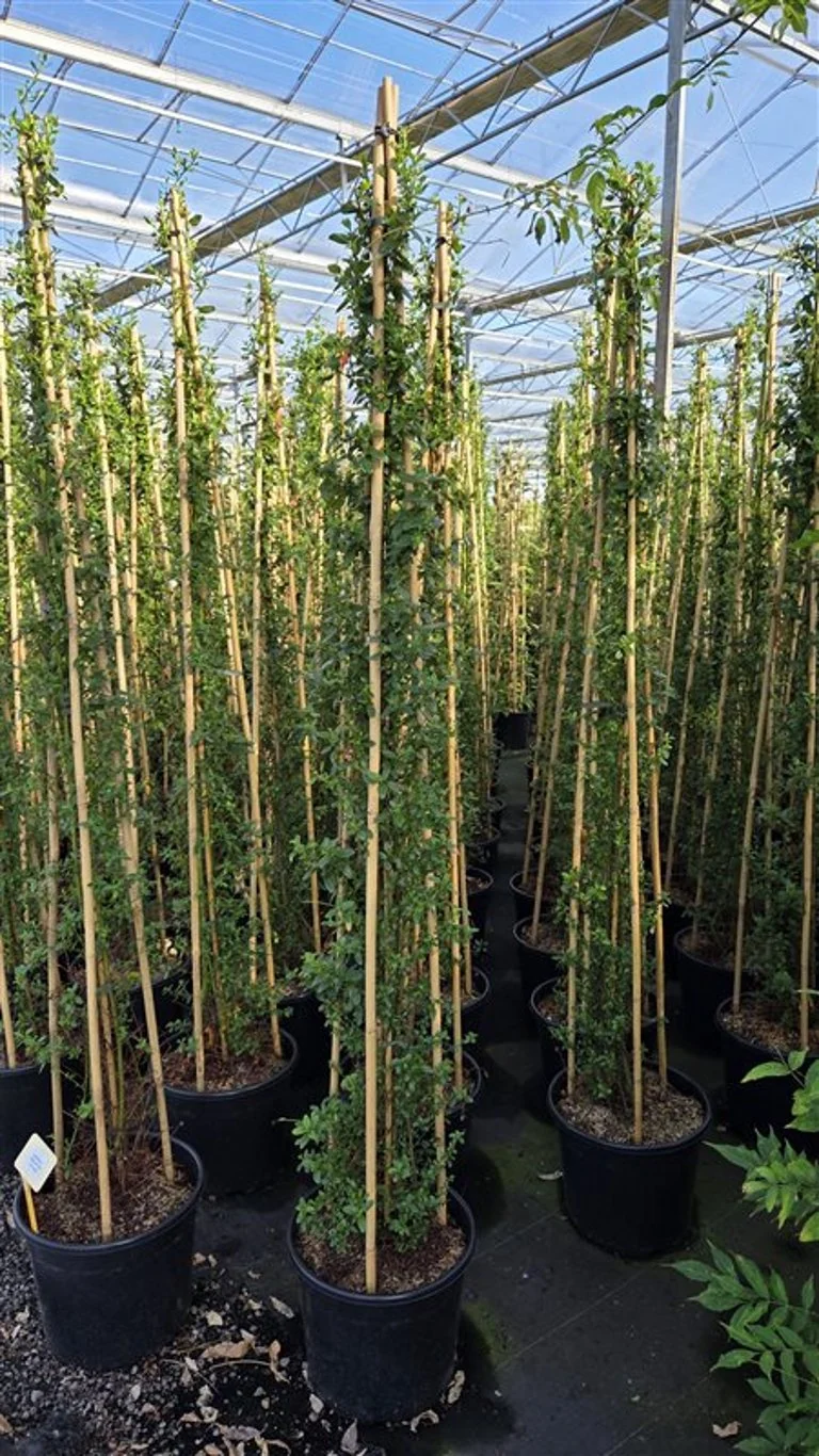 Ceanothus thyrs. 'Millerton Point' C20 (20 liters kruka) 175-200 cm (3-pack)