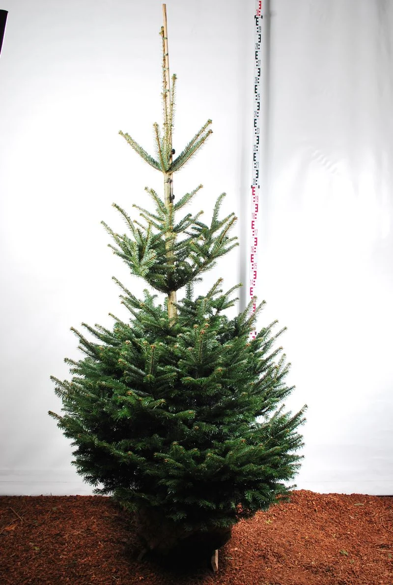 Abies nordmanniana 175-200 cm rotklump med nät