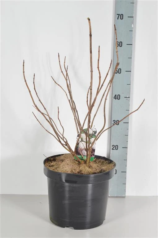 Hydrangea arb. 'Annabelle' C7,5 (7,5 liters kruka) 30-40 cm