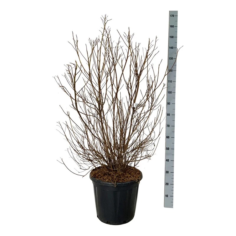 Clethra barbinervis C30 (30 liters kruka) 60-80 cm Extra