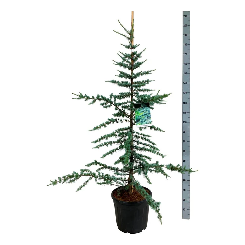 Cedrus lib. 'Glauca' C30 (30 liters kruka) 150-175 cm EXTRA