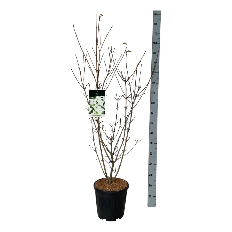 Cornus kousa 'Milky Way' C15 (15 liters kruka) 100-125 cm