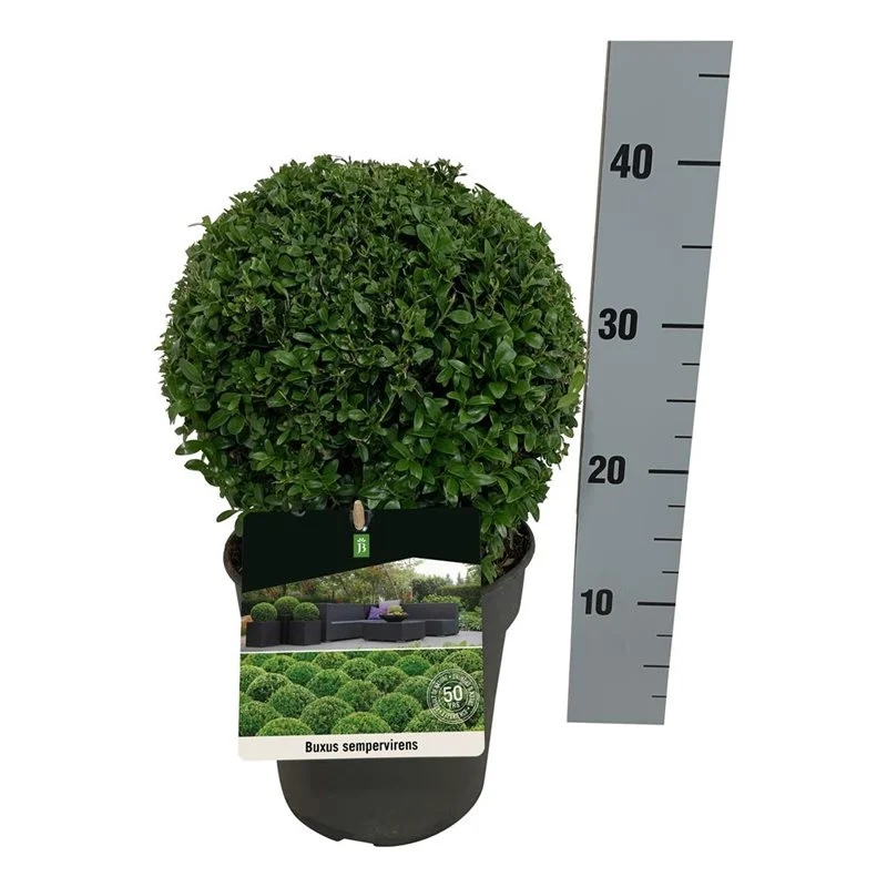 Buxus sempervirens klot 20-25 cm C3 (3 liters kruka)