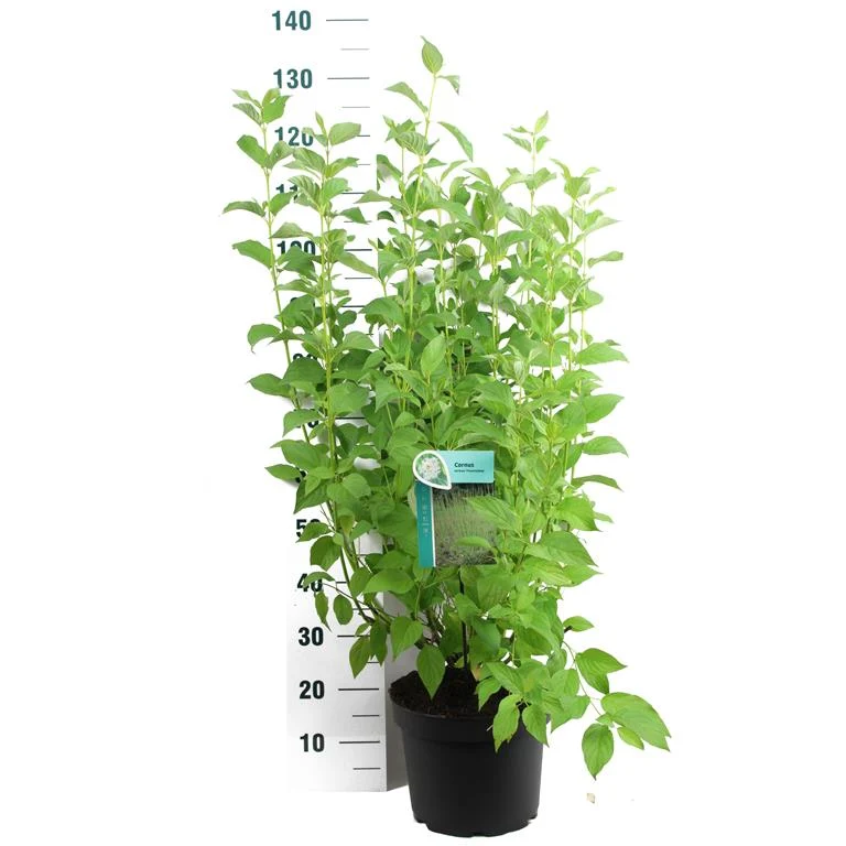Cornus seri. 'Flaviramea' C10 (10 liters kruka) 80-100 cm