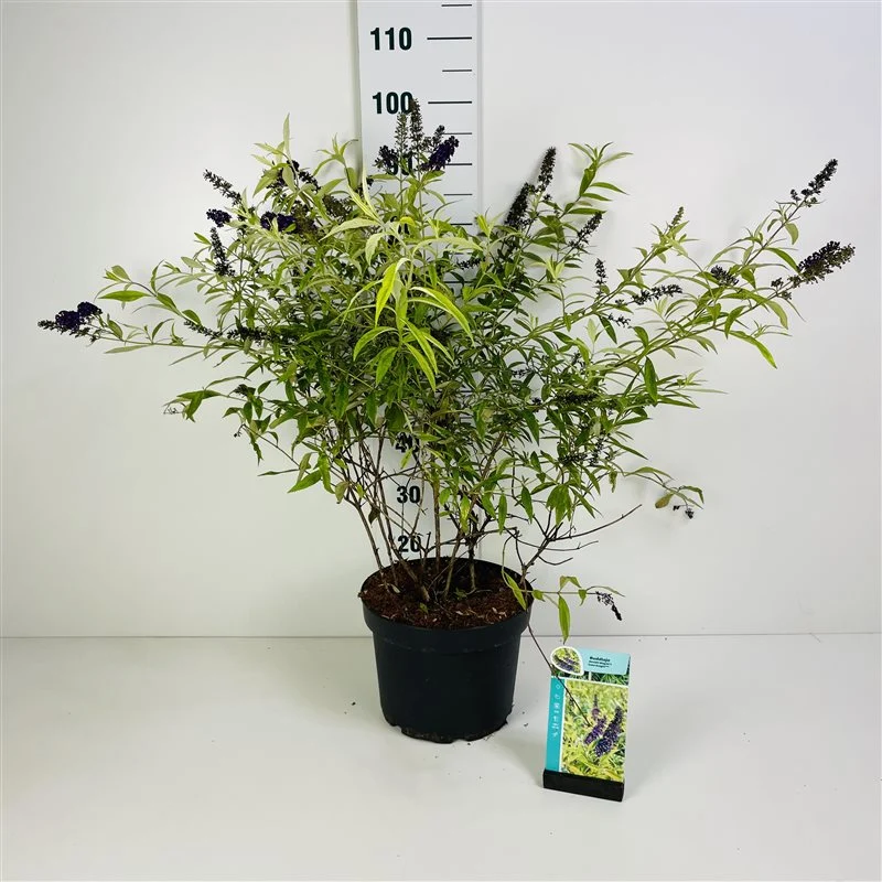 Buddleja d. 'Magda's Gold Knight'® C10 (10 liters kruka) 60-80 cm