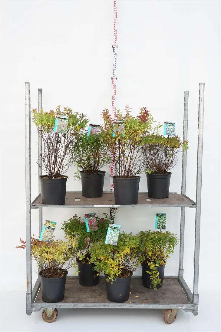 Spiraea i olika sorter C7 (7 liters kruka), 30-40 cm