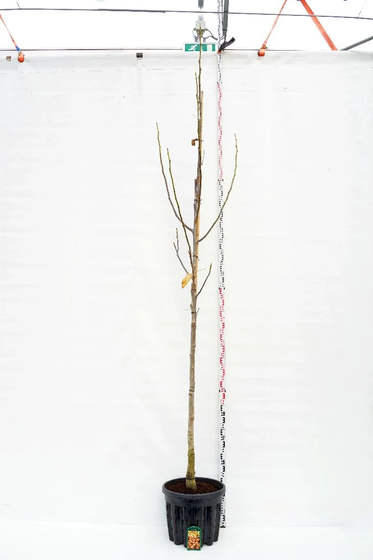 Juglans regia 12-14 cm stam, C50 (50 liters kruka)