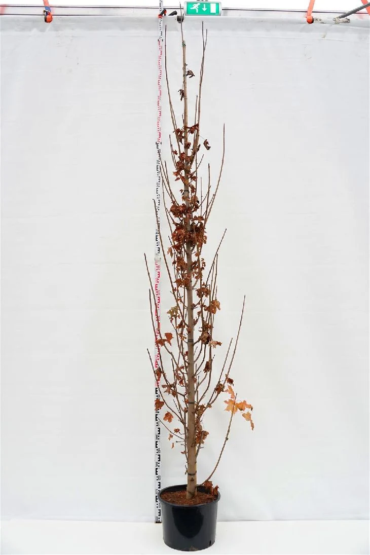 Acer platanoides 'Crimson Sentry' 12-14 cm C35 (35 liters kruka)