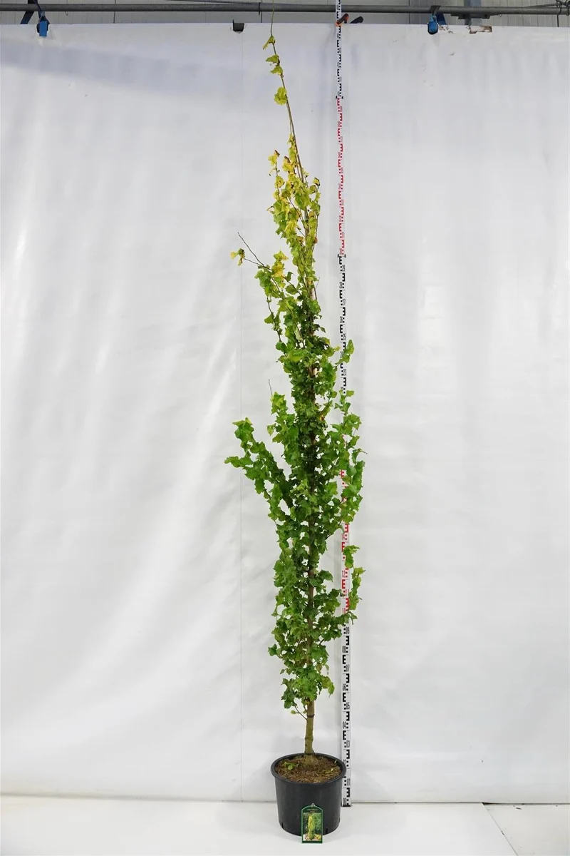 Ulmus holl. 'Wredei' 8-10 cm C25 (25 liters kruka) fjäderformad
