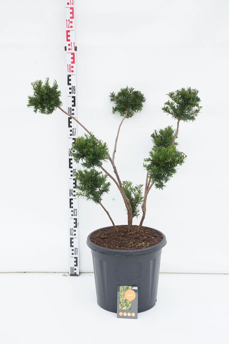 Acer platanoides 'Globosum' Stam 200 cm 12-14 cm C35 (35 liters kruka)