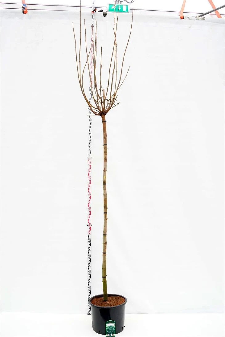 Acer platanoides 'Globosum' Stam 200 cm, stamomfång 10-12 cm, C25 (25 liters kruka)