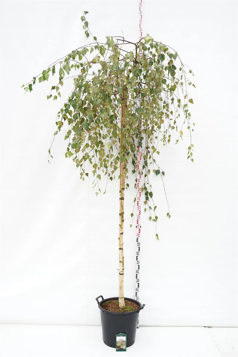 Betula p. 'Youngii' stam 225 cm, stamomfång 12-14 cm, C35 (35 liters kruka)