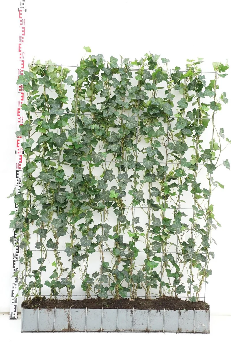Hedera hibernica Färdig häck 120x150 cm