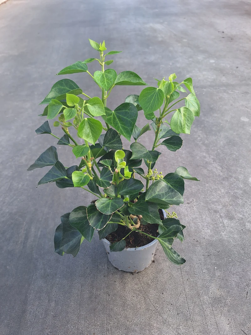 Hedera helix 'Arborescens' C2 (2 liters kruka) 30-40 cm