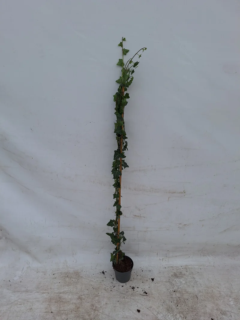 Hedera helix 100-125 cm C1 (1 liters kruka) / 13 cm kruka