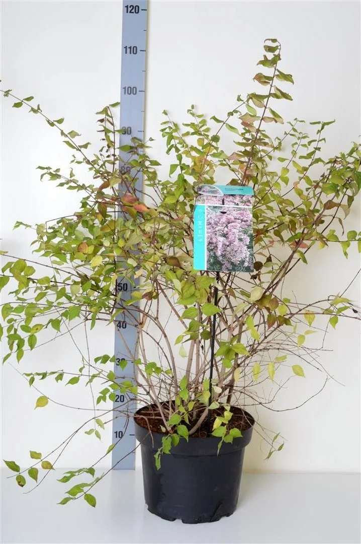 Paradisbuske - Kolkwitzia amabilis C10 (10 liters kruka) 60-80 cm