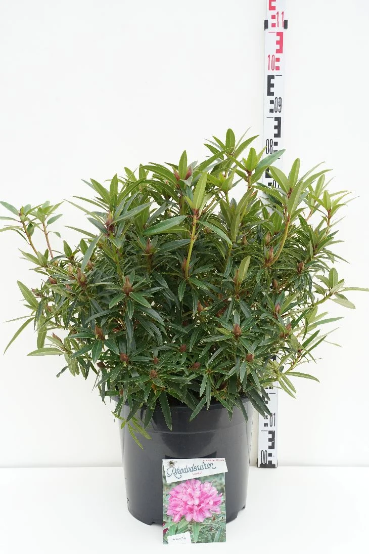 Rhododendron 'Graziella' C20 (20 liters kruka) 50-60 cm