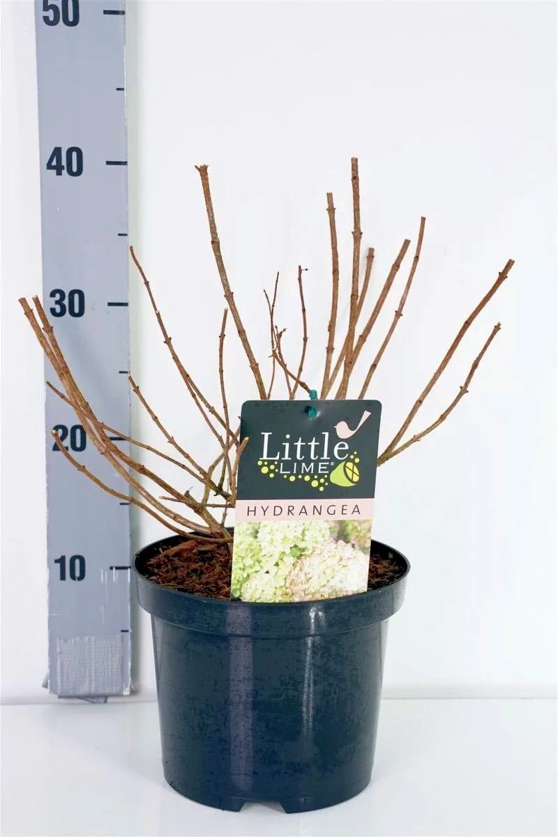 Magnolia liliiflora 'Nigra' C5 (5 liters kruka) 30-40 cm