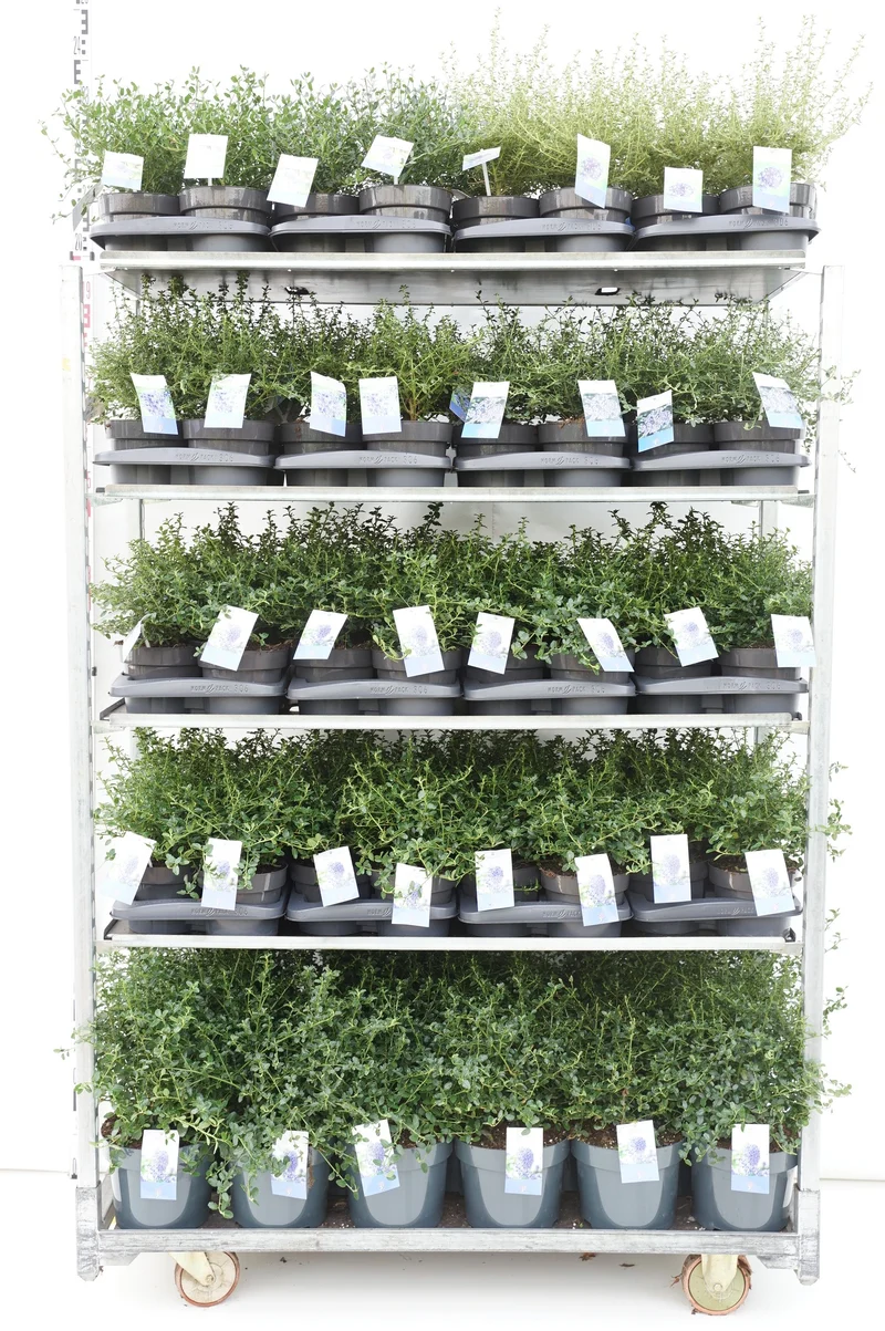 Ceanothus i sorter MIX CC
