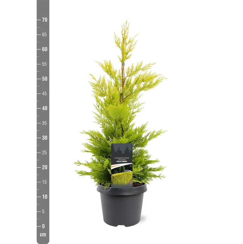 Cupressocyparis l. 'Gold Rider' C3 (3 liters kruka) 40-50 cm