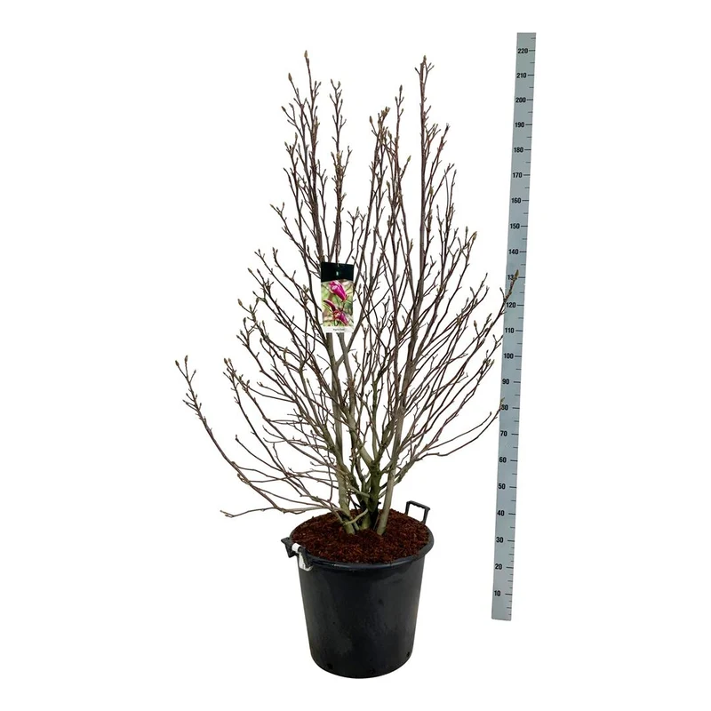Magnolia 'Susan' C55 (55 liters kruka) 125-150 cm EXTRA