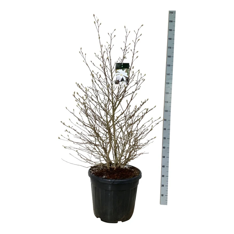 Magnolia stellata C55 (55 liters kruka) 125-150 cm EXTRA