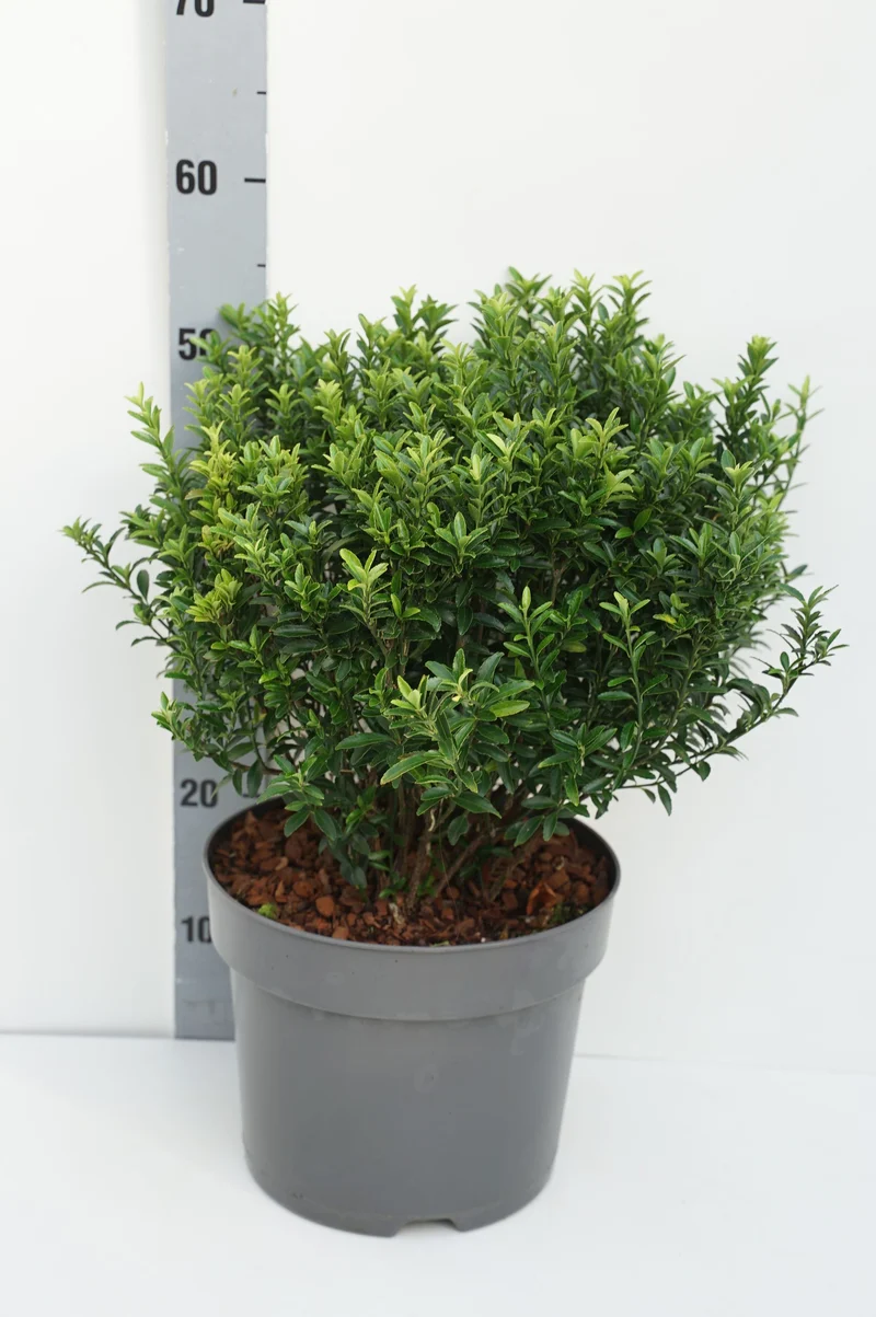 Euonymus jap. 'Microphyllus' C7,5 (7,5 liters kruka) 40+ cm