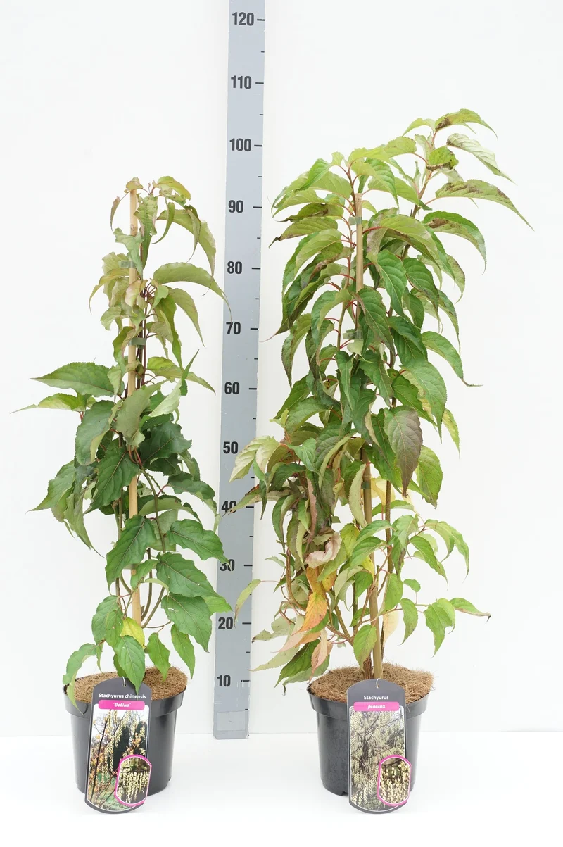 Stachyurus i sorter C3 (3 liters kruka) / 19 cm kruka 50-60 cm