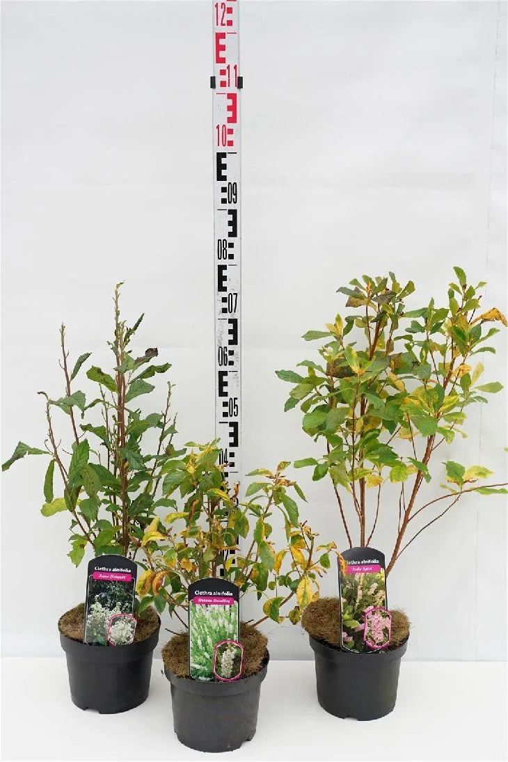Clethra i sorter C3 (3 liters kruka) / 19 cm kruka 40-60 cm
