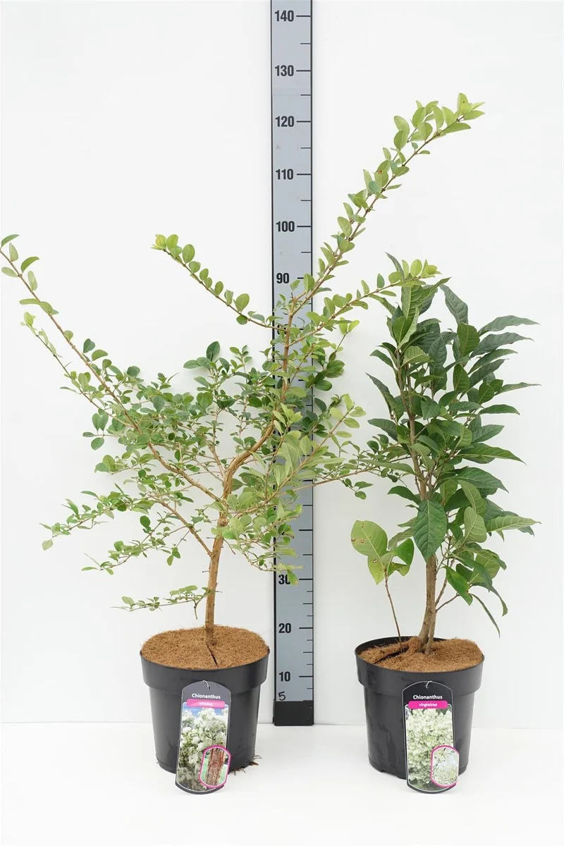 Chionanthus i sorter 60-80 cm C7 (7 liters kruka)