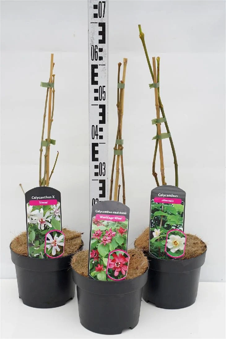Calycanthus i sorter C3 (3 liters kruka) 30-50 cm