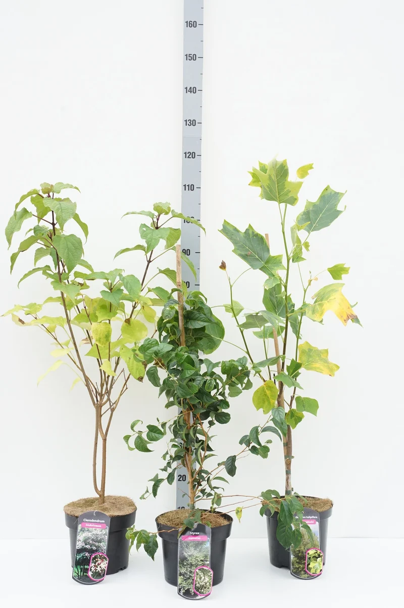 Prydnadsbuskar i sorter C5 (5 liters kruka) 50–60 cm