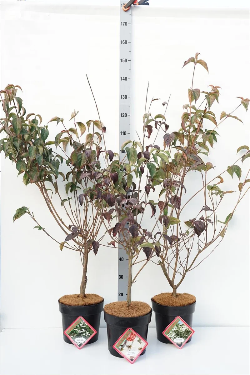 Cornus i sorter C7 (7 liters kruka) / 24 cm kruka, 80-100 cm