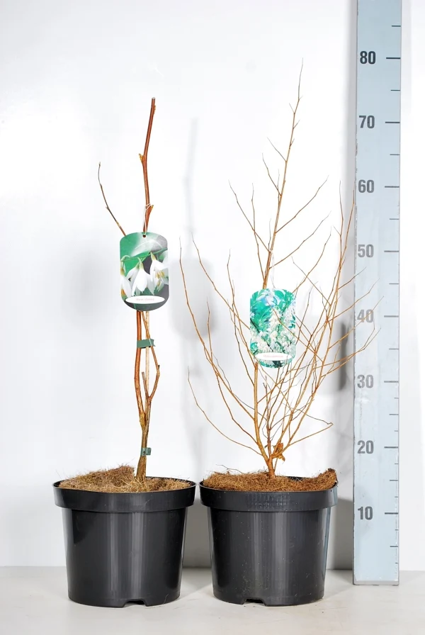 Styrax i sorter C5 (5 liters kruka) 50-60 cm