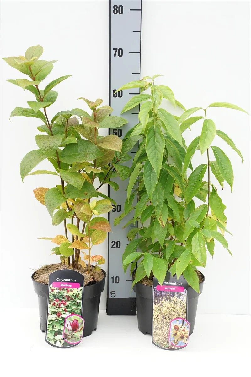 Buskar i sorter C3 (3 liters kruka) / 19 cm kruka 40-60 cm