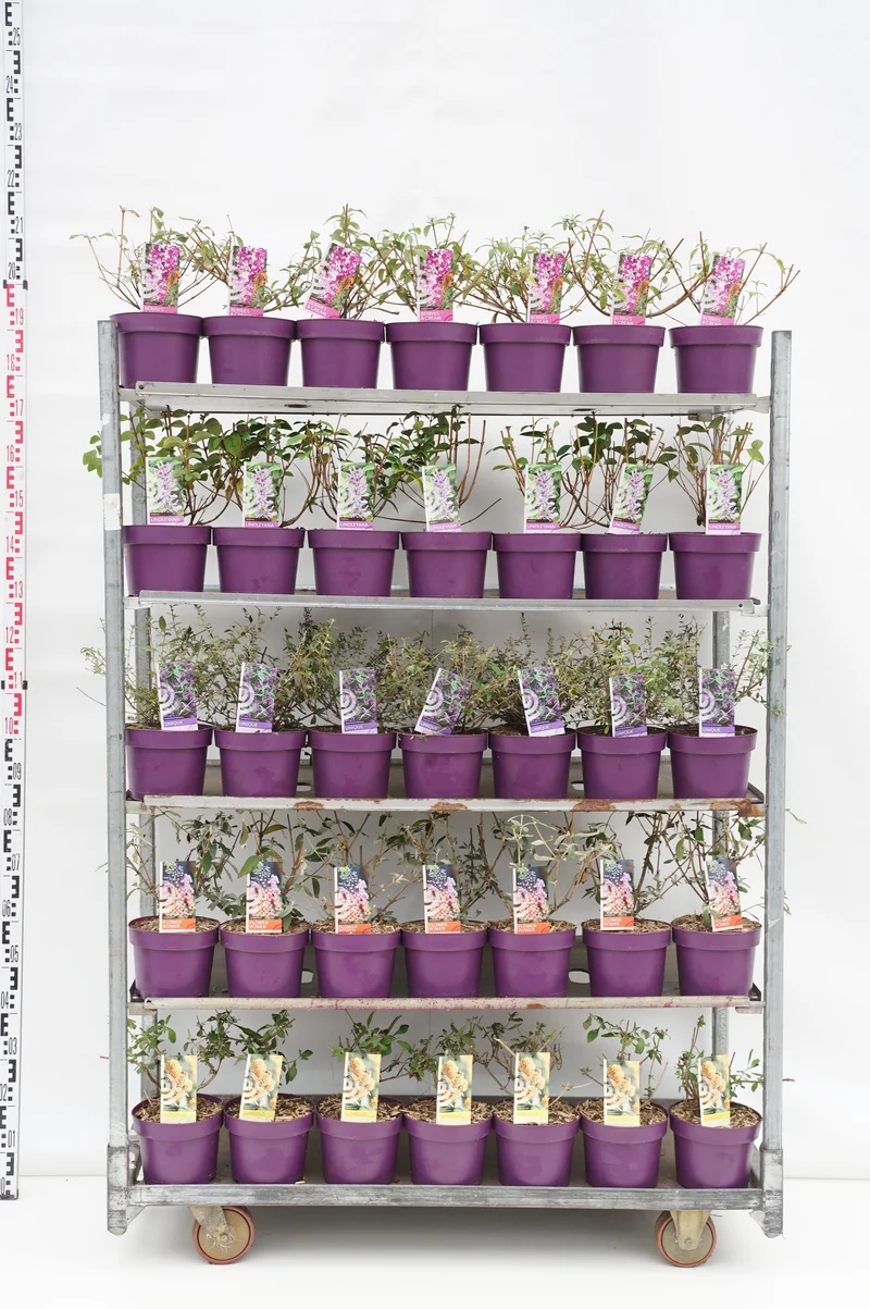 Buddleja i sorter C3 (3 liters kruka) / 19 cm kruka, 25-30 cm