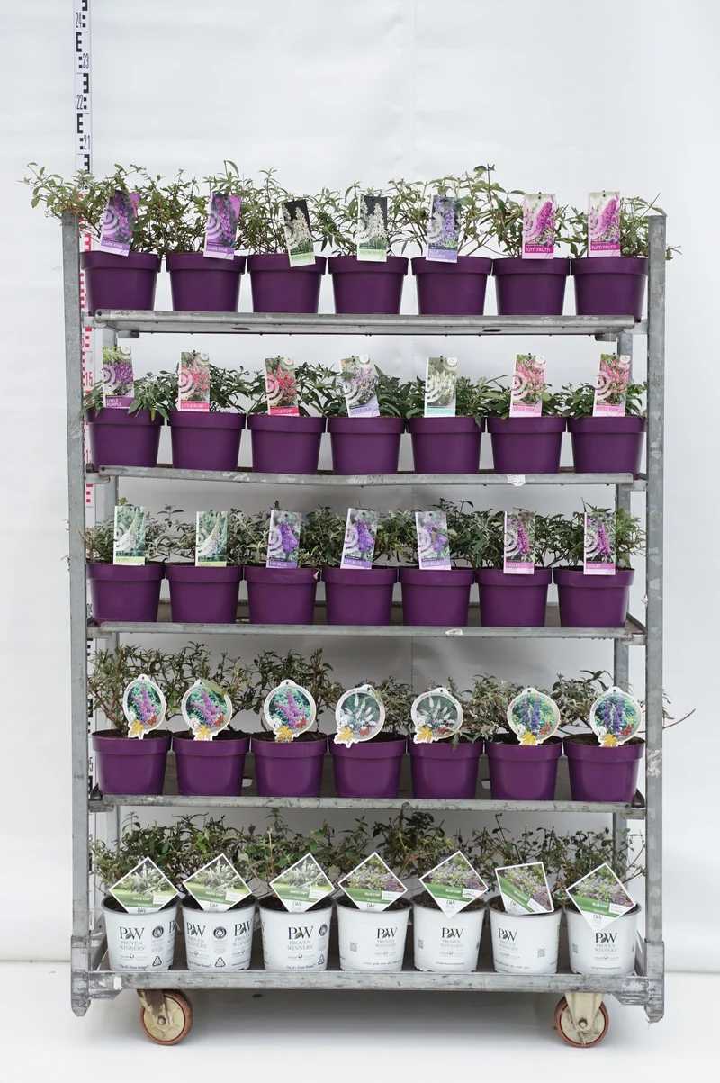 Buddleja davidii i olika sorter C3 (3 liters kruka) 25-30 cm