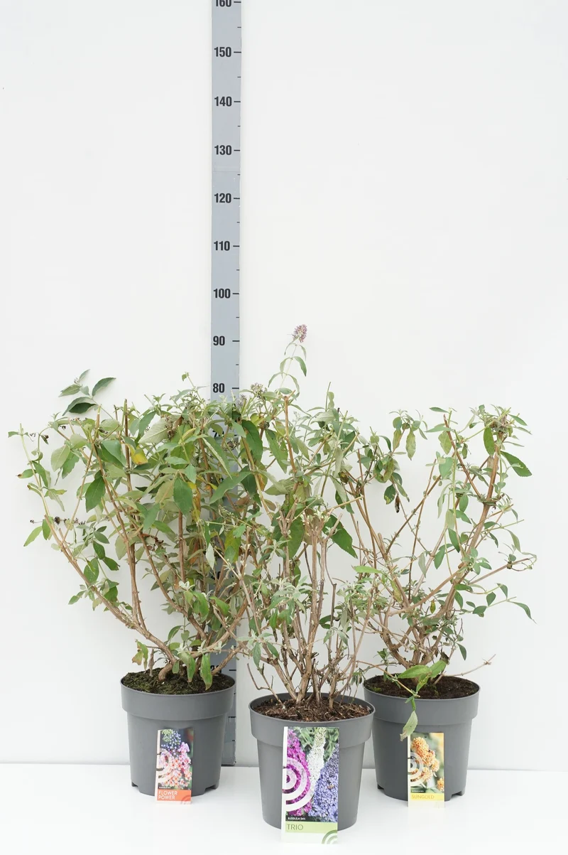 Buddleja davidii i sorter C7,5 (7,5 liters kruka) 50-60 cm
