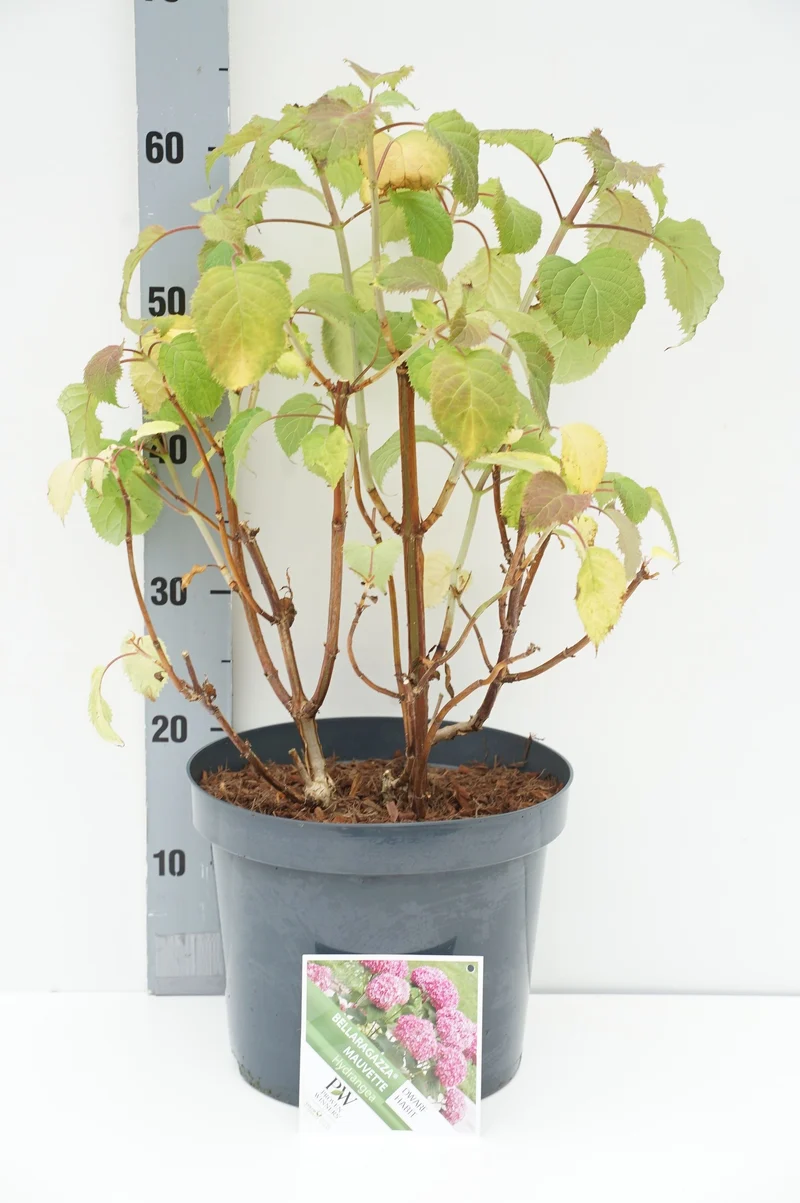 Hydrangea 'BellaRagazza Mauvette'® C7,5 (7,5 liters kruka) / 26 cm kruka 40-50 cm