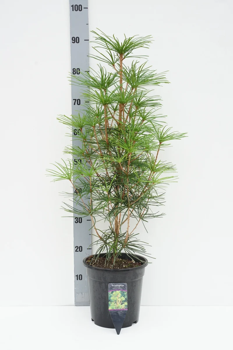 Sciadopitys verticillata C5 (5 liters kruka) 50-60 cm