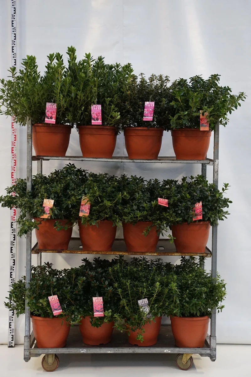 Rhododendron (AJ) i sorter C12 (12 liters kruka) 50-60 cm