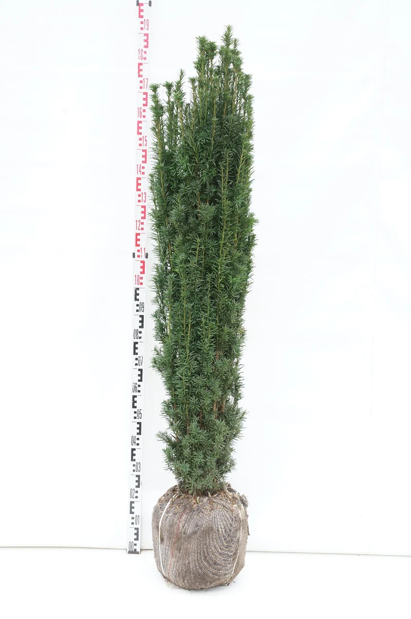 Euonymus fort. 'Mix' C1 (1 liters kruka) / 13 cm kruka 20-30 cm
