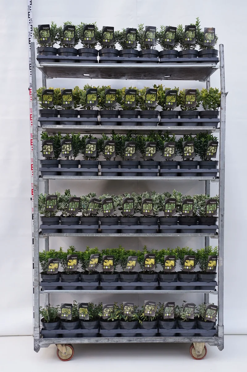 Euonymus i olika sorter C1,5 (1,5 liters kruka) 25-30 cm