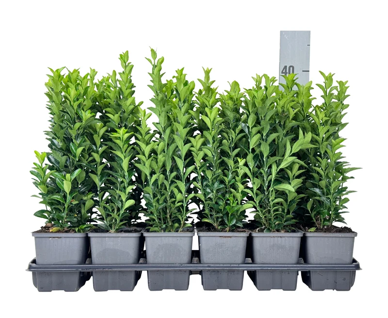 Euonymus japonicus 'Green Spire' 9 cm kruka 10-12 cm