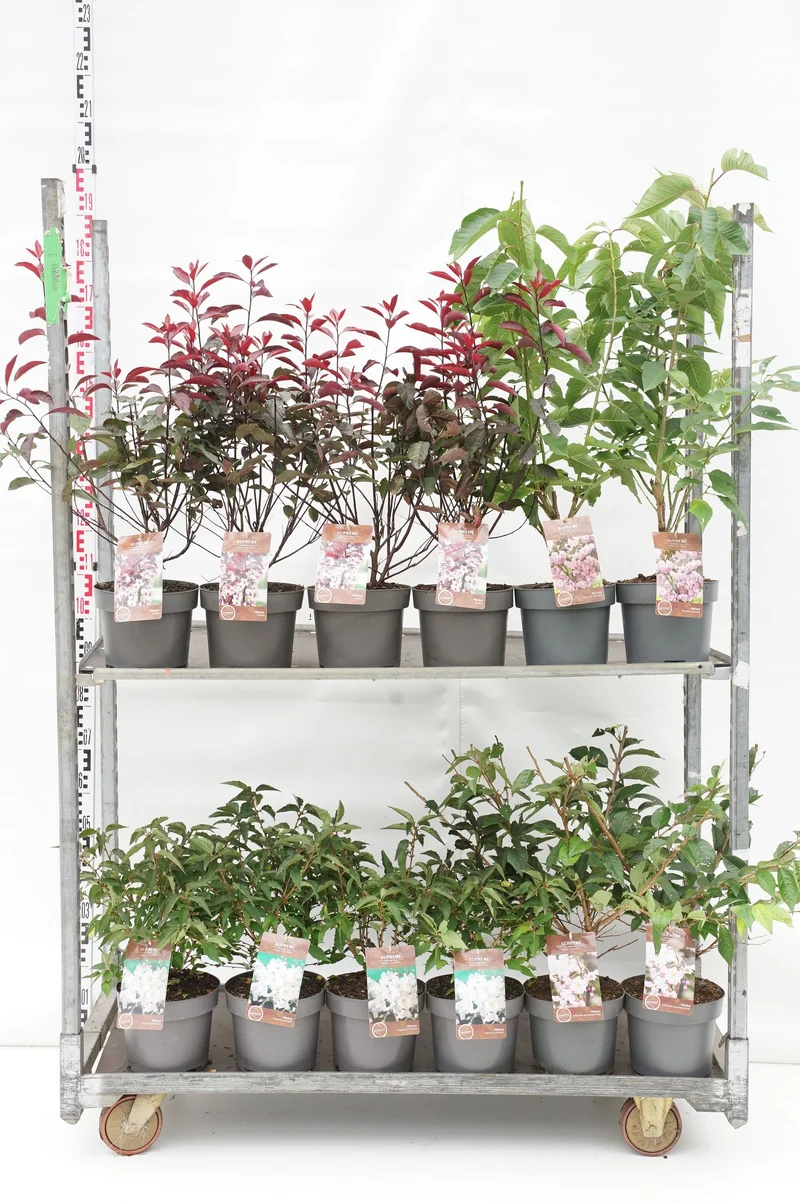 Prunus i sorter C4 (4 liters kruka) / 21 cm kruka, 40-60 cm